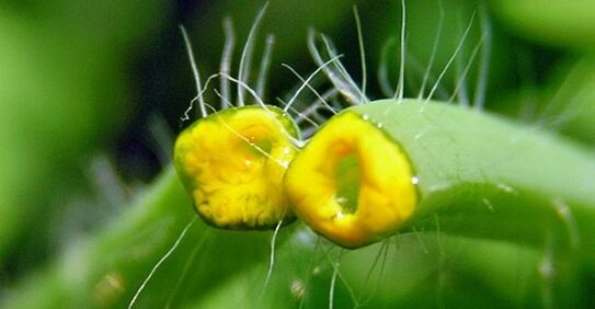Celandine για θηλώματα